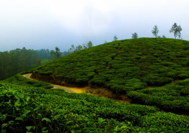 Thekkady