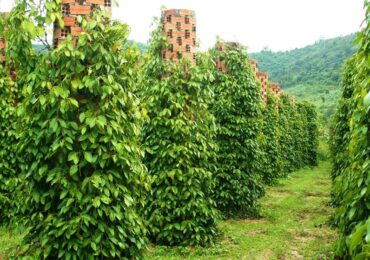 pepper farm phu quoc
