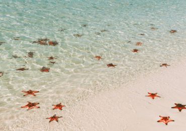 Starfish Beach